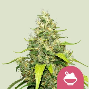 Royal Queen Seeds - Blue Gelato (Feminized)