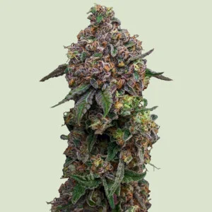 Royal Queen Seeds - Cosmic Cheddar F1 (Feminized)