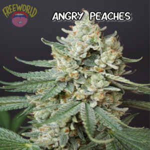 Freeworld Genetics - Angry Peaches (Feminized)
