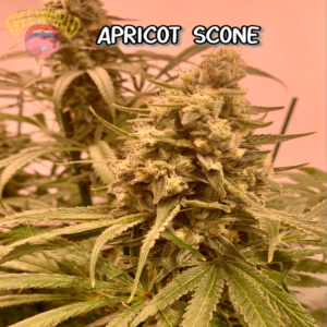 Freeworld Genetics - Apricot Scone (Feminized)