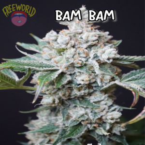 Freeworld Genetics - Bam Bam (Feminized)