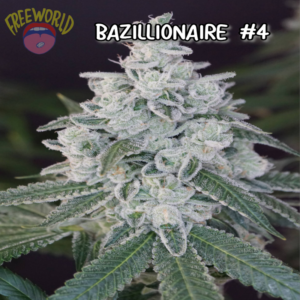 Freeworld Genetics - The Bazillionaire (Feminized)