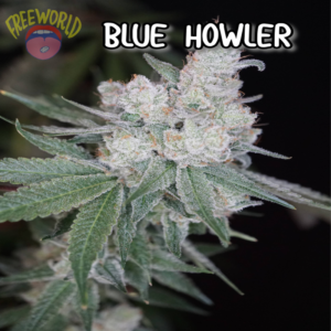Freeworld Genetics - Blue Howler (Feminized)