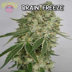 Freeworld Genetics - Brain Freeze (Feminized)