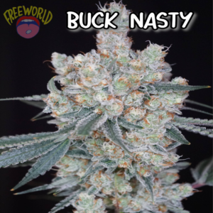 Freeworld Genetics - Buck Nasty (Feminized)