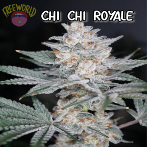 Freeworld Genetics - Chi Chi Royale (Feminized)