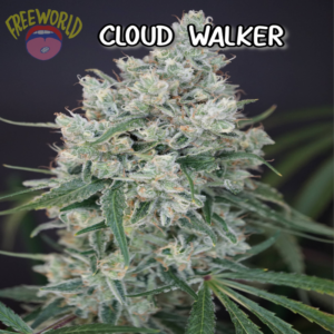 Freeworld Genetics - Cloud Walker (Feminized)