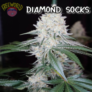 Freeworld Genetics - Diamond Socks (Feminized)