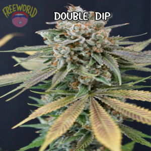 Freeworld Genetics - Double Dip (Feminized)