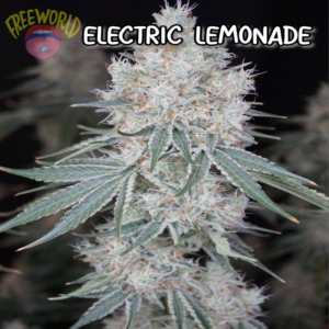 Freeworld Genetics - Electric Lemonade (Feminized)