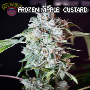 Freeworld Genetics - Frozen Apple Custard (Feminized)