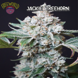 Freeworld Genetics - Jackie Treehorn (Feminized)