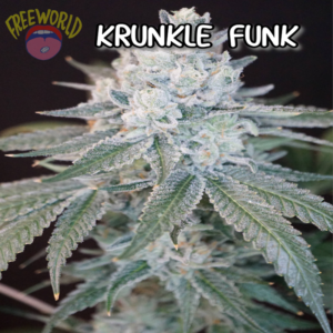 Freeworld Genetics - Krunklefunk (Feminized)