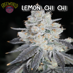 Freeworld Genetics - Lemon Chi Chi (Feminized)