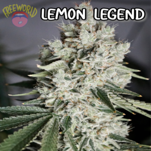 Freeworld Genetics - Lemon Legend (Feminized)