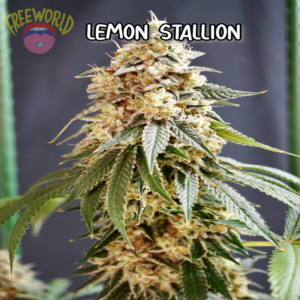 Freeworld Genetics - Lemon Stallion (Feminized)