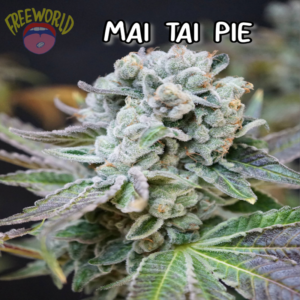 Freeworld Genetics - Mai Tai Pie (Feminized)