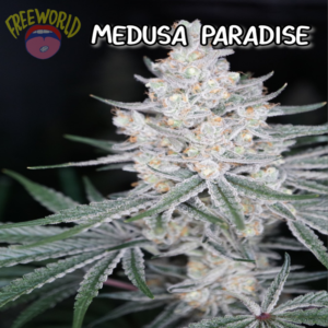 Freeworld Genetics - Medusas Paradise (Feminized)