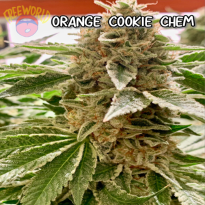 Freeworld Genetics - Orange Cookie Chem (Feminized)
