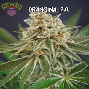 Freeworld Genetics - Orangina 2.0 (Feminized)