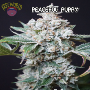 Freeworld Genetics - Peaceful Puppy (Feminized)