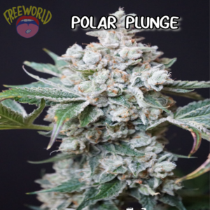 Freeworld Genetics - Polar Plunge (Feminized)