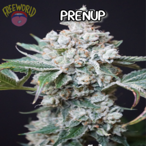 Freeworld Genetics - Prenup (Feminized)