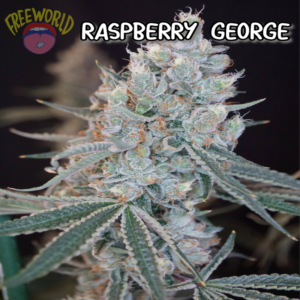 Freeworld Genetics - Raspberry George (Feminized)