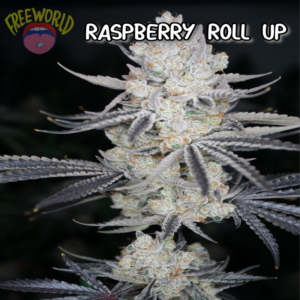 Freeworld Genetics - Raspberry Roll Up (Feminized)