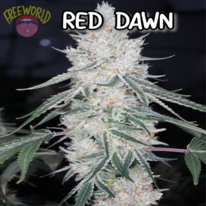 Freeworld Genetics - Red Dawn (Feminized)