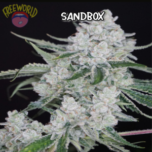 Freeworld Genetics - Sandbox (Feminized)