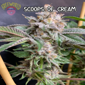 Freeworld Genetics - Scoops Of Chem (Feminized)