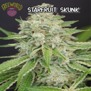 Freeworld Genetics - Starfruit Skunk (Feminized)