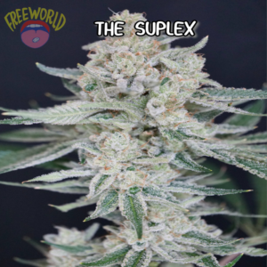 Freeworld Genetics - The Suplex (Feminized)