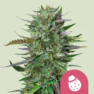 Royal Queen Seeds - Do-Si-Dos (Feminized)