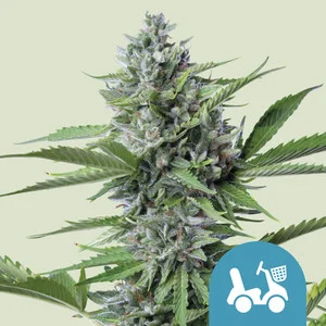 Royal Queen Seeds - Fast Eddy CBD Auto (Autoflower)