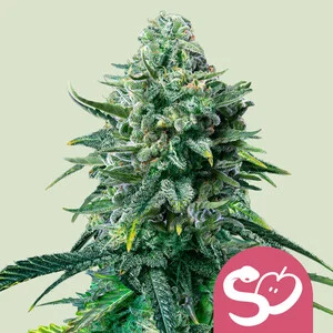 Royal Queen Seeds - Forbidden Fruit (Feminized)