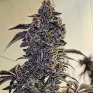 Ethos - Fuego'z R1 (Feminized) | Brotanical Gardens
