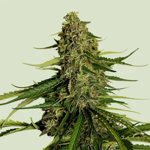 Royal Queen Seeds - Gaia F1 Auto (Autoflower)