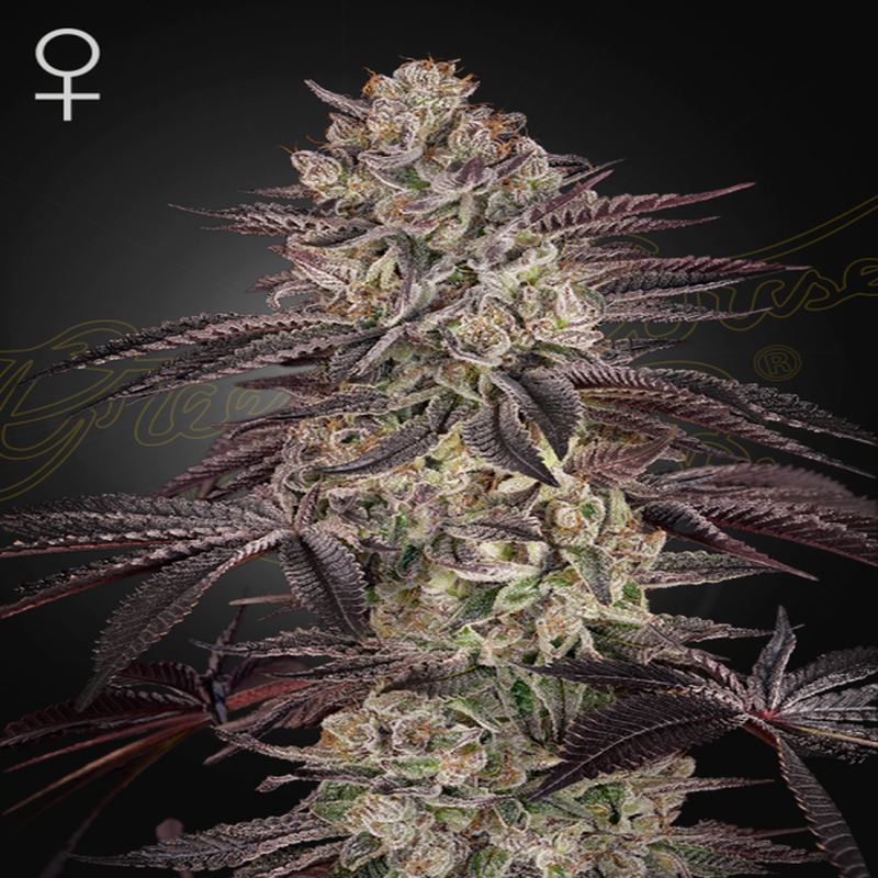 Greenhouse Seed Co. – Biscotti Auto (Autoflower)