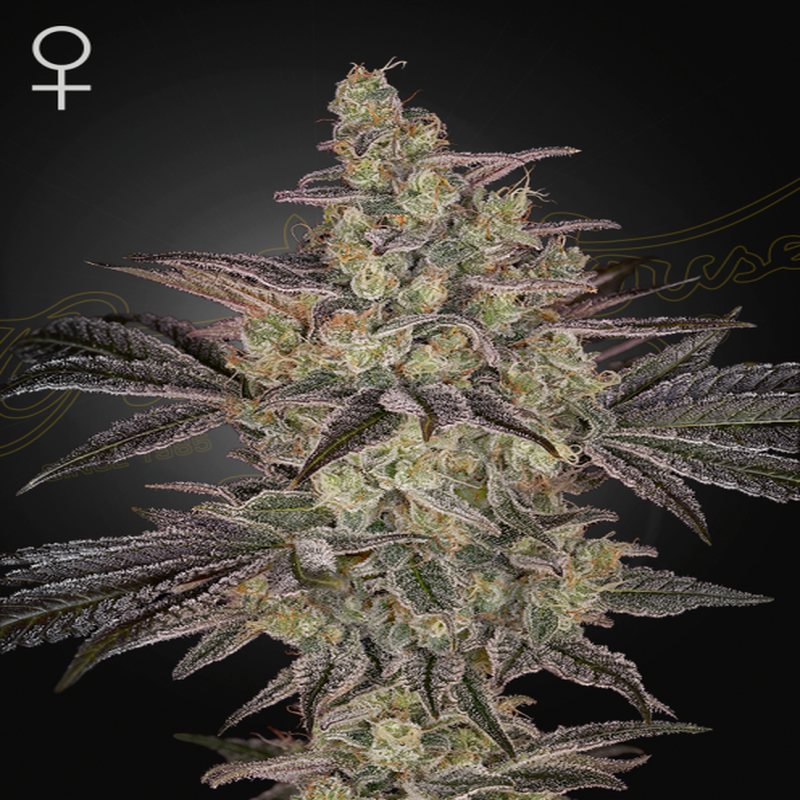 Greenhouse Seed Co. – Frosted Guava Auto (Autoflower)