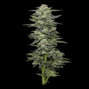 Humboldt Seed Co. – Honey Bear (Feminized)