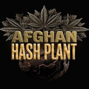 Barney's Farm - Afghan Hashplant Auto (Autoflower)