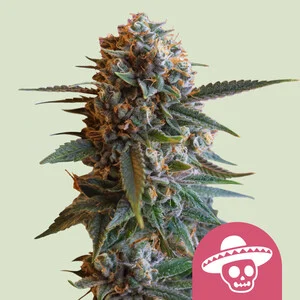 Royal Queen Seeds - Mexican Rush (Feminized)