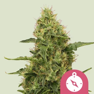 Royal Queen Seeds - Northern Light (Feminized)
