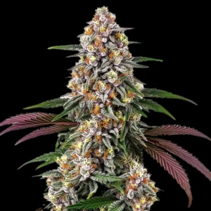 BG Bulk - Purple Punch (Feminized)