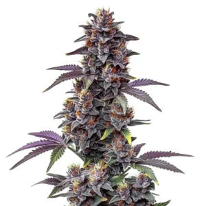 BG Bulk - Purple Haze Auto (Autoflower)