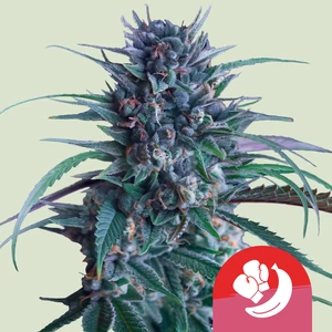 Royal Queen Seeds – Banana Brawler (Tyson Collab) (Feminized)