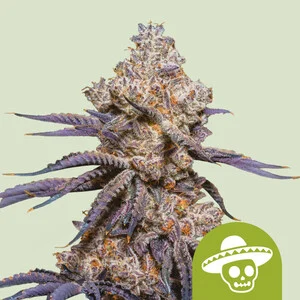 Royal Queen Seeds – Mexican Rush Auto (Autoflower)