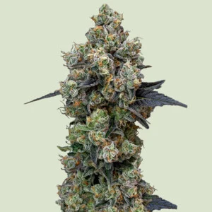 Royal Queen Seeds – Orbital Banana F1 (Feminized)